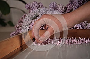 Close-up of a method to extract Lilac flower scent, placing flowers on odorless oil film photo