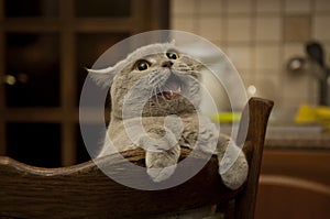 Close-up of the mewing British cat.