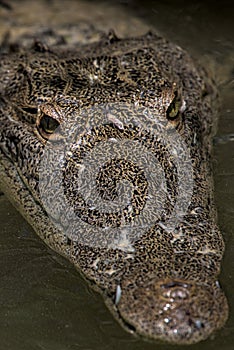 Close up of Mexican crocodile
