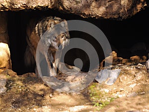 Close Up of Mexican Grey Wolf in Cave