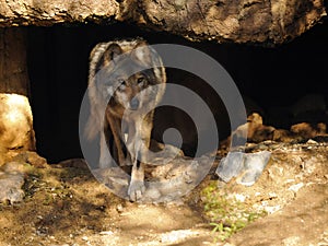 Close Up of Mexican Grey Wolf Leaving Cave