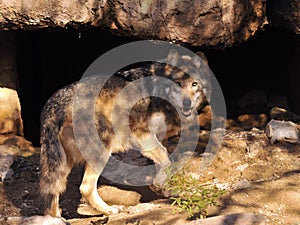 Close Up of Mexican Grey Wolf Looking Behind Him Before Entering Cave