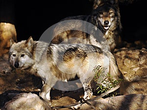 Close Up of Mexican Grey Wolf Pair at Cave