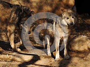 Close Up of Mexican Grey Wolf Pair With Interest