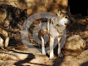 Close Up of Mexican Grey Wolf Pair with monochromatic background