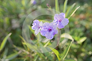 Close up of Mexican petunias ruellia simplex in bloom