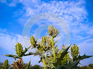 Close-Up of Mexican Prickly Poppy  plant against sky
