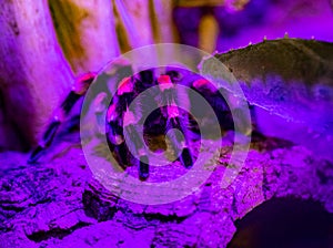 Close up of a Mexican redknee tarantula Brachypelma smithi on a stone