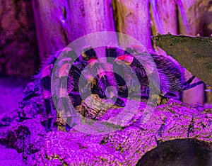 Close up of a Mexican redknee tarantula Brachypelma smithi on a stone. Wilhelma, Struttgart