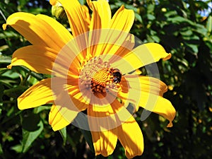 Close up of a mexican sunflower