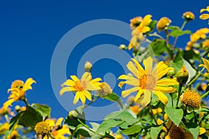 Close up of Mexican sunflower with blue sky