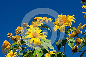 Close up of Mexican sunflower with blue sky