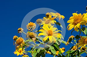 Close up of Mexican sunflower with blue sky