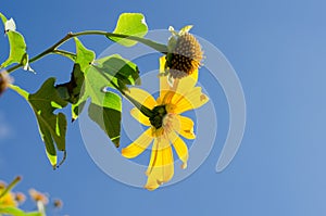 Close up of Mexican sunflower with blue sky