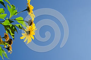 Close up of Mexican sunflower with blue sky