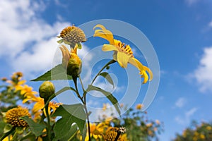 Close up of Mexican sunflower with blue sky