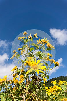 Close up of Mexican sunflower with blue sky