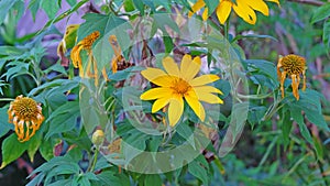 Close up Mexican sunflower or Tree marigold flower, blooming beautifully in season with bright yellow flowers