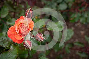 Close Up of Michaelangelo Rose photo