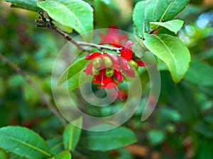 Close up Micky Mouse flower Plant or carnival ochna, Ochna serrulata in bright red petals and green pistils