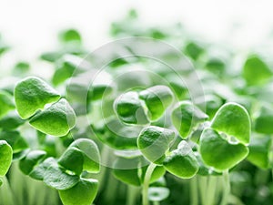 Close-up micro green basil. Macro natural trend background. Fresh sprouts, seedlings. Healthy organic vegetarian food