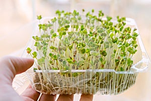 Close-up of a micro greens bio organic edible harvest in farmer& x27;s hand. Health eco gardening concept.