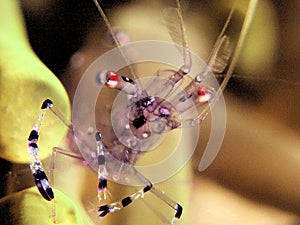 close up micro transparant shrimp
