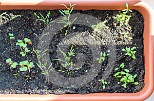 Close-up of microgreens - green leaves and stems. Germination of microgreens. Germinating seeds at home. Vegan and healthy food