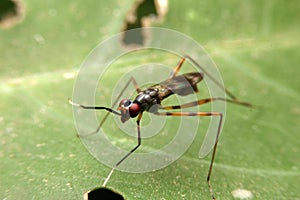 Close-up micropezidae, stilt-legged flies