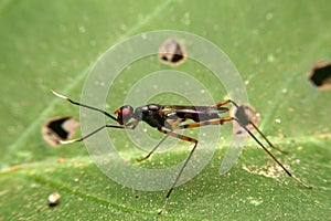 Close-up micropezidae, stilt-legged flies