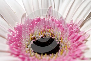 Close-up of midpoint pastel rosa gerbera flower