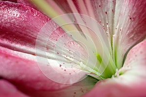 Close-up of midpoint pink-white lily flower