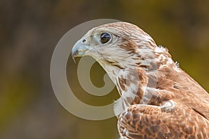 Close-up of mighty eagle