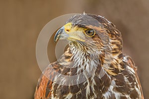 Close-up of mighty eagle