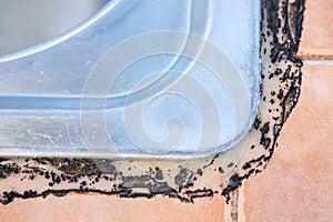 Close-up on Mildew mold developed on kitchen sink silicon seal photo