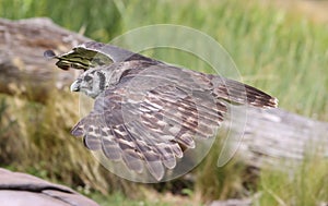 Close up of a Milky Eagle Owl