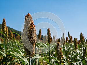 Close up of millet or cereal plant in nature plantation field with blue sky background.