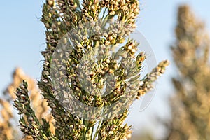 Close up Millet or Sorghum in field of feed for livestock