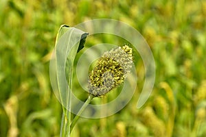 Close up Millet or Sorghum in the field near Pune, Maharashtra, India