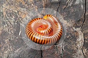 Close up Millipede (Blaniulidae)