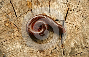 Close up Millipede (Blaniulidae)