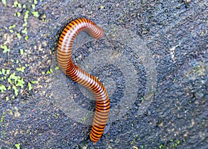 Close up of the millipede on green moss wall