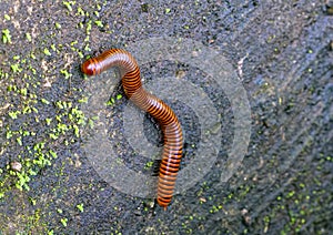 Close up of the millipede on green moss wall