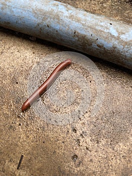 close up millipede on the ground