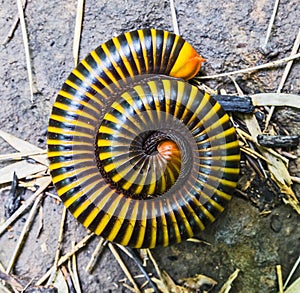 Close up of a millipedes