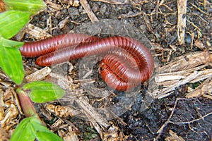 Close up millipedes are breeding in the garden   Macro insect