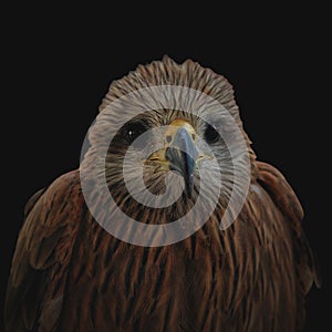 Milvus Migrans affinis