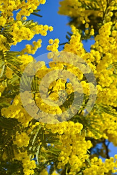 Close-up of Mimosa in Bloom, Silver Wattle, Acacia Dealbata