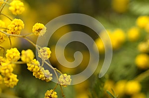 Close up of mimosa flowers