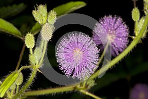 Close up of Mimosa pudica